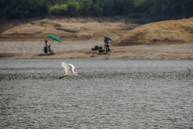 頭寮大池賞鳥