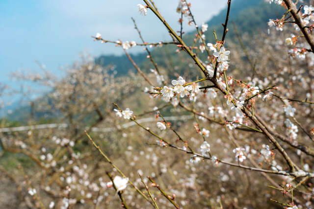 梅嶺風景區