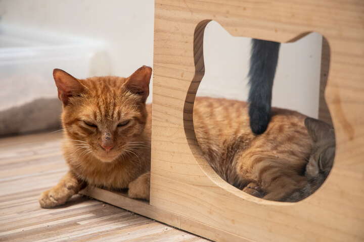 猴硐貓公所