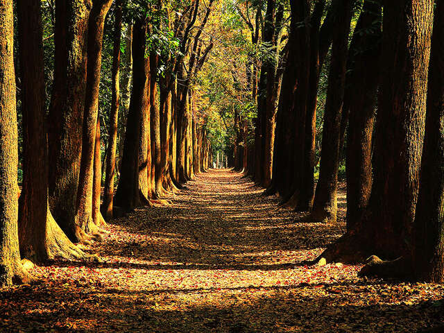新威森林公園