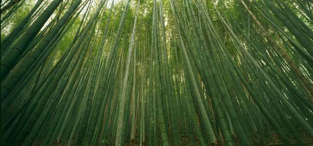 瑞太古道