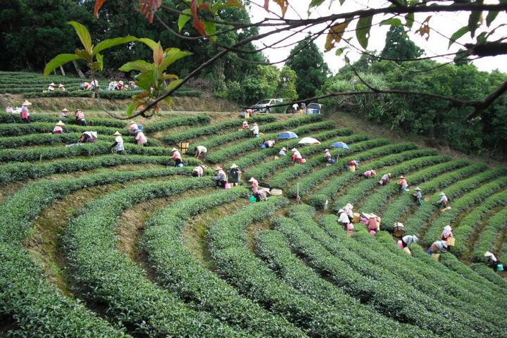 綠光農園