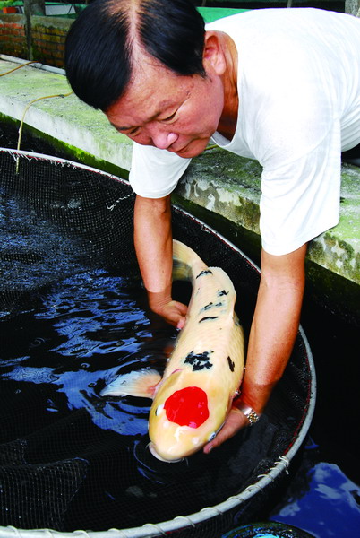 崙背欣昌錦鯉養殖場