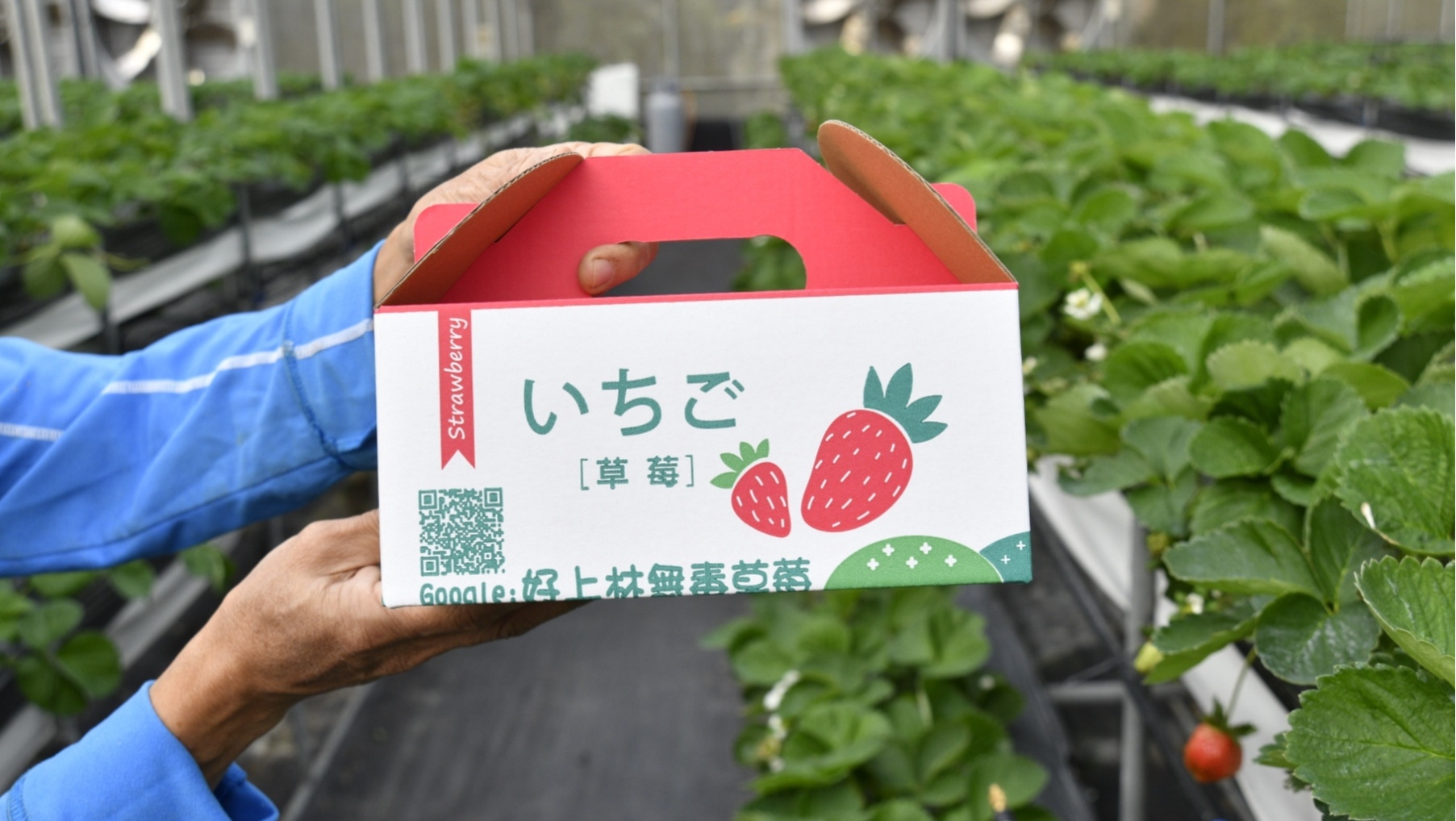 好上林無毒草莓園