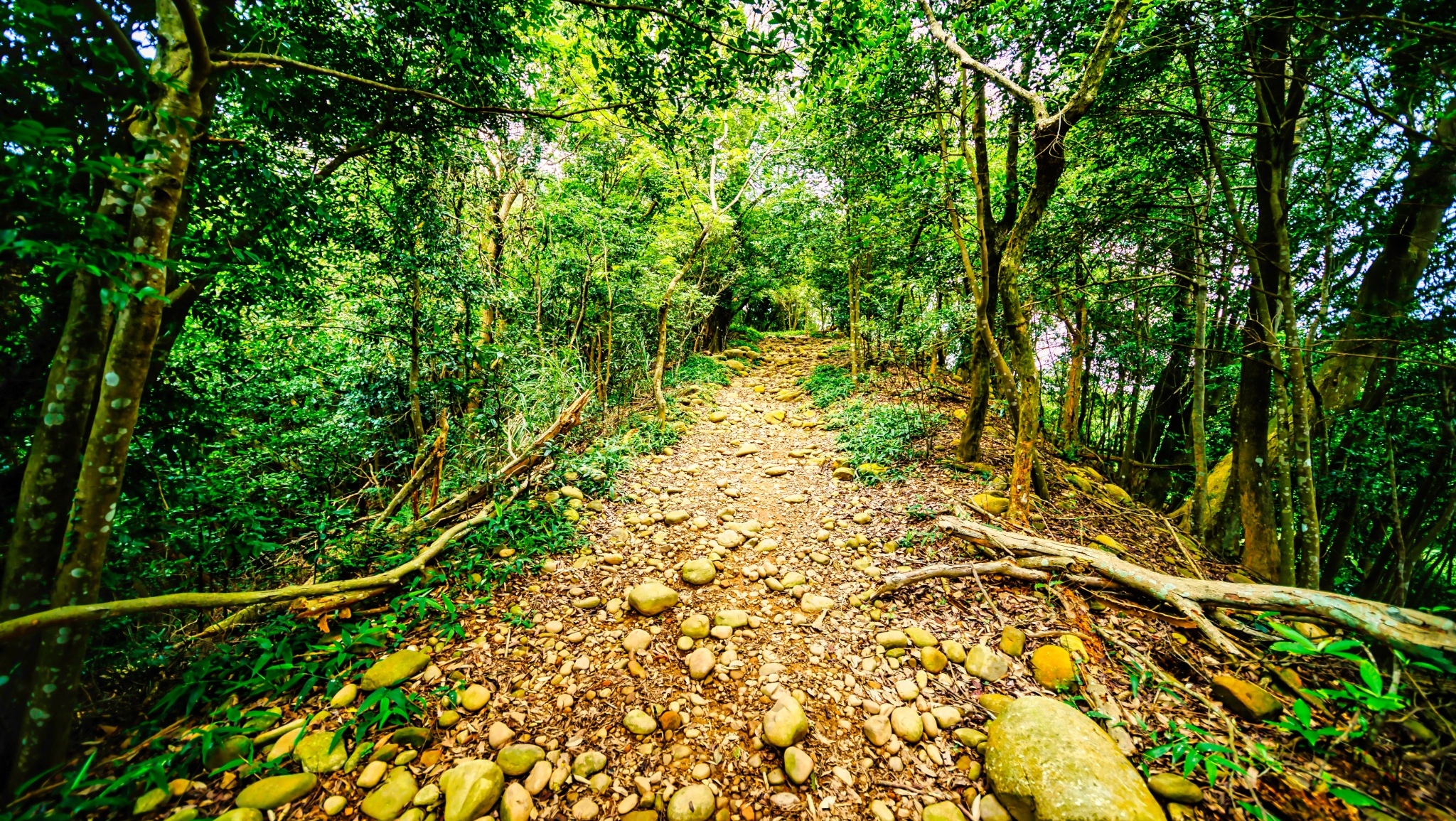 飛龍步道