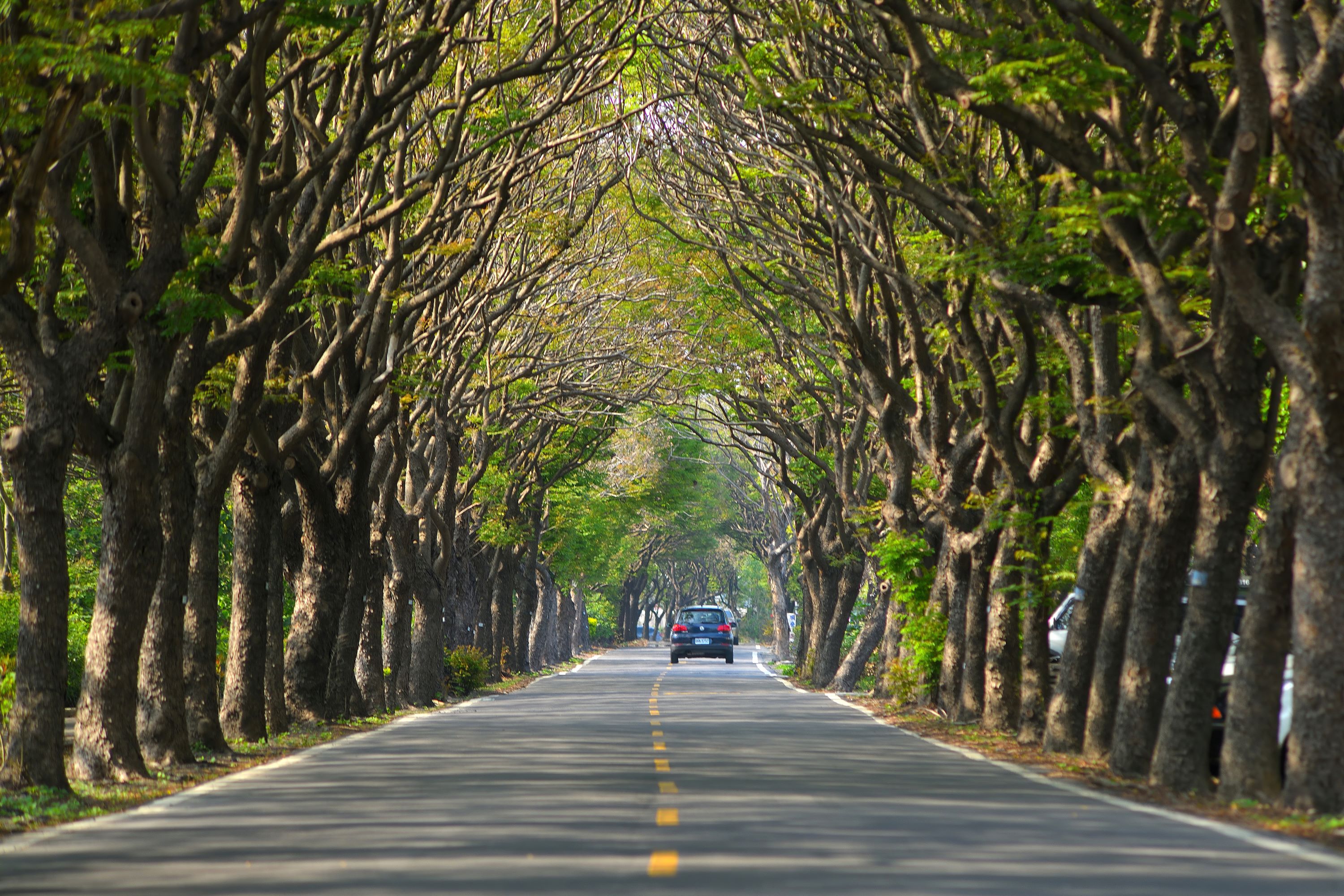 台灣欒樹綠色隧道