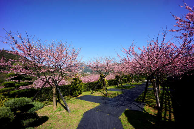 平等里櫻花