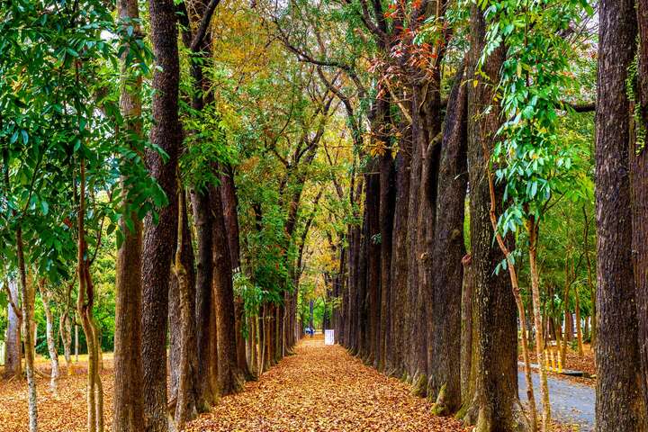 新威森林公園