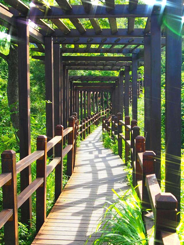 大坑10號登山步道