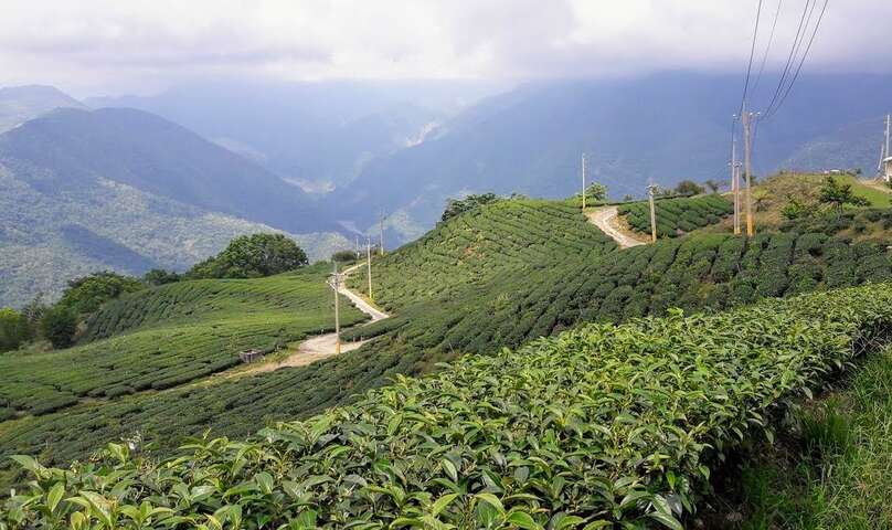 寶山茶園步道風光